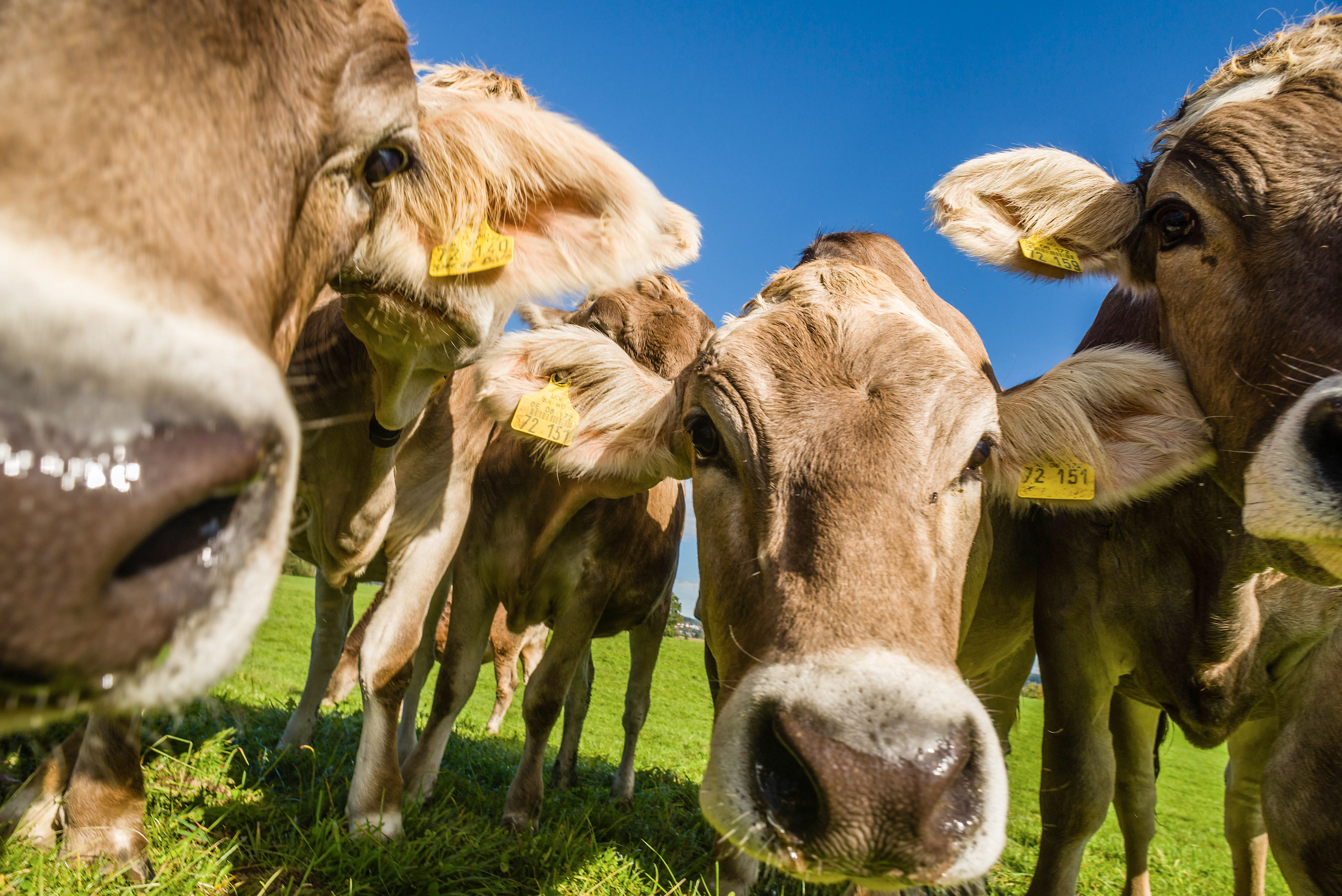 Warum neugierige Kühe auf der Alm gefährlich werden können